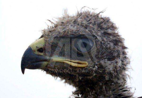 تصاویری از جوجه عقاب در ایغدیر ترکیه