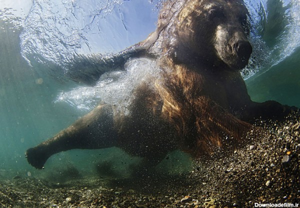 فرارو | (تصاویر) نماهایی دیدنی از حیوانات در زیر آب