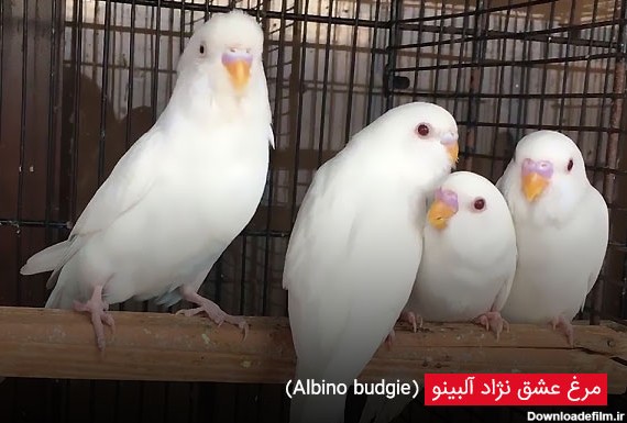 مرغ عشق نژاد آلبینو (Albino budgie) - چیکن دیوایس