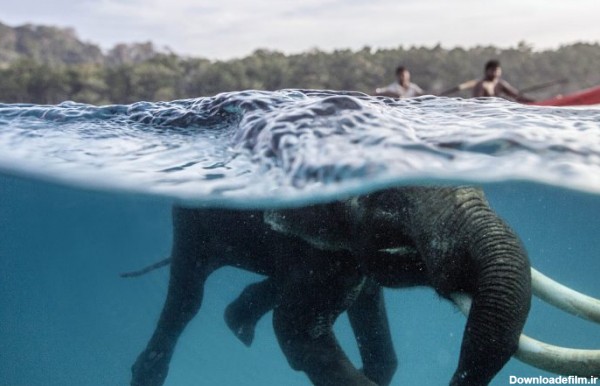 نماهایی دیدنی از حیوانات در زیر آب/عکس | روزنو