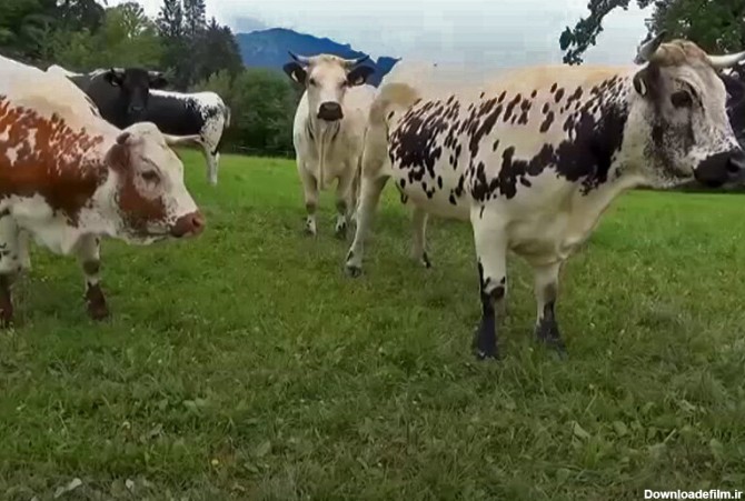 فیلم | مراقب این گاوهای آدم‌کش باشید!