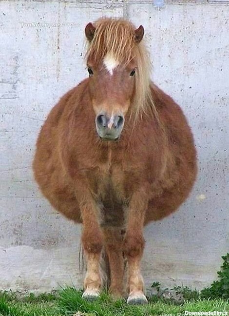 عکس اسب حامله