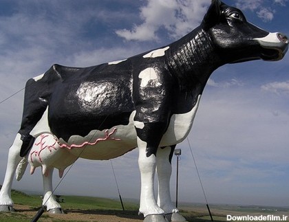 بزرگ ترین گاو شیر ده جهان+ تصاویر - قدس آنلاین