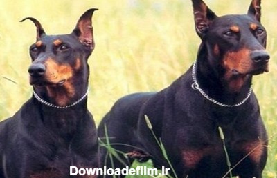 10 تا از خطرناک ترین نژادهای سگ در دنیا - Happypet