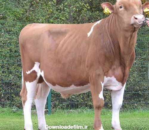 گاو نژاد سمینتال گوشتی و شیری | گوساله سیمنتال برای پرورش