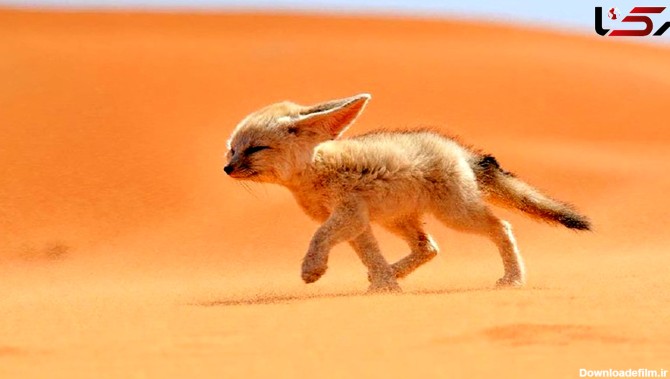 کوچکترین و زیباترین روباه جهان + عکس