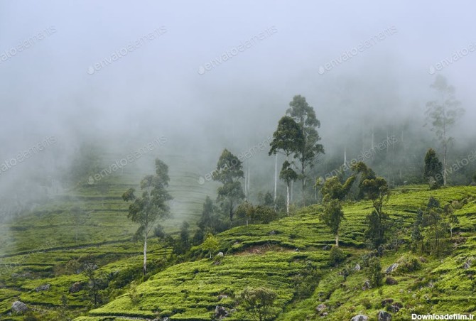 دانلود عکس استوک : جنگل مه آلود Tea Plantation In Clouds 44048 ...