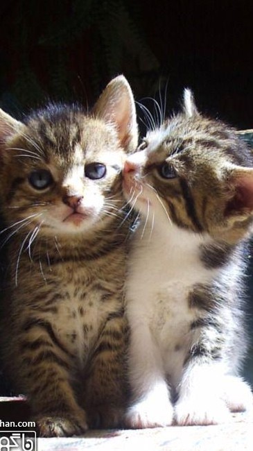 عکس گربه های بامزه در حال بوسیدن هم