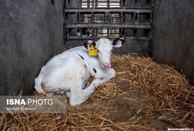فرارو | (تصاویر) بزرگترین واحد پرورش گاو شیری شمال کشور