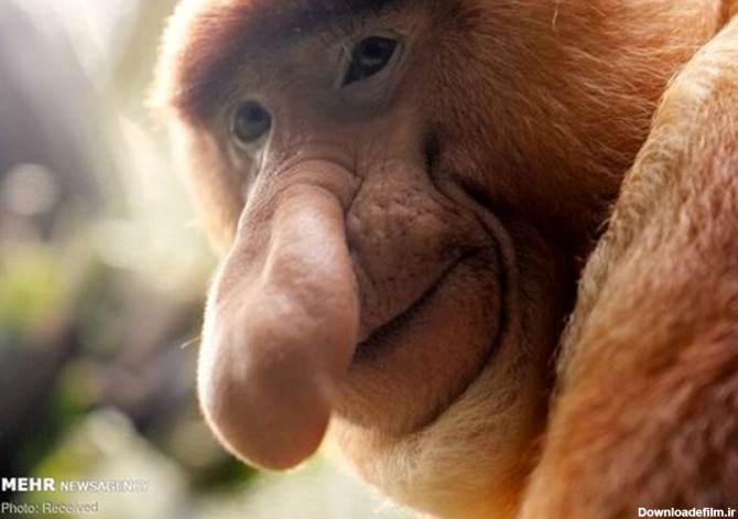 تصاویر: گونه های عجیب میمون ها