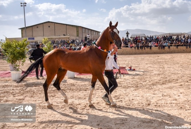 فرارو | (تصاویر) همایش ملی اسب اصیل ترکمن