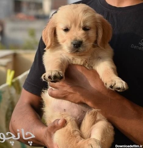 ثبت آگهی رایگان چانچو | فروش توله سگ گلدن رتریور دارچینی و طلایی