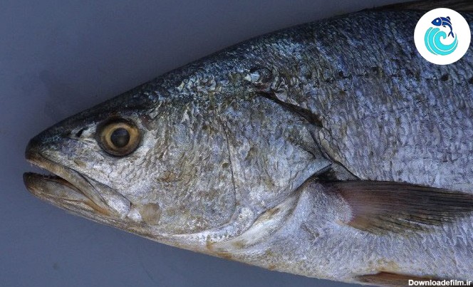 ماهی میش – فروشگاه اینترنتی ماهی جنوب