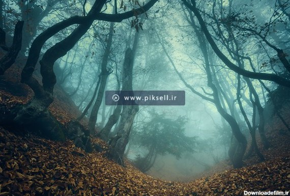 عکس با کیفیت از پس زمینه جنگل مه آلود