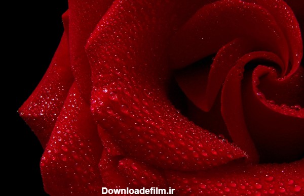 والپیپر گل رز بسیار زیبا red rose beautiful flower