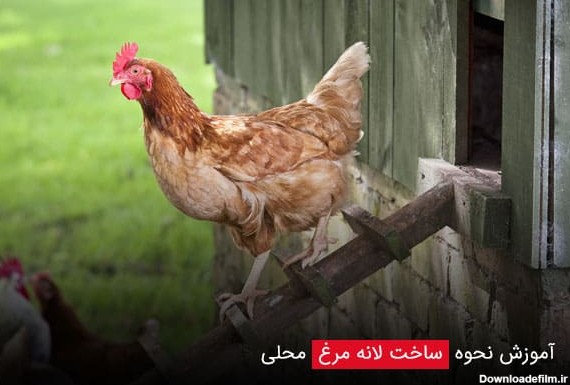 ساخت لانه مرغ محلی | لانه مرغ محلی چه استانداردهایی دارد ...