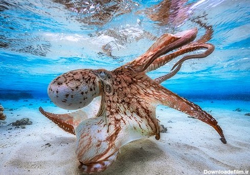 برترین عکس ها از دنیای زیر آب معرفی شدند