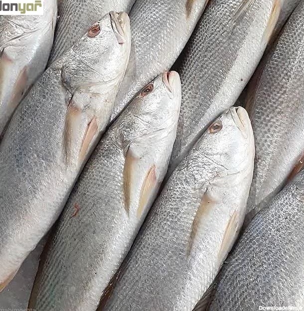 خرید، قیمت و بررسی ماهی شوریده دریای هندیجان سایز خیلی درشت | دنیار