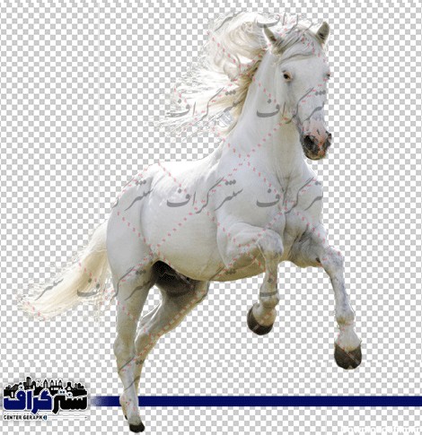 عکس اسب سفید دوربری شده - png اسب سفید - سنتر گراف