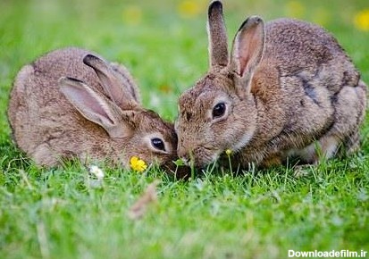 آشنایی با دوران فحلی در خرگوش های نر و ماده | ماکی دام