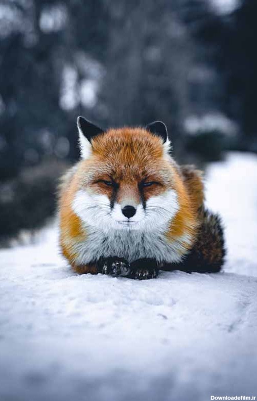 دانلود تصویر روباه نارنجی روی برف | تیک طرح مرجع گرافیک ایران