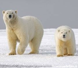حقایق جالب درباره خرس قطبی؛ از غذا تا محل زندگی و ...