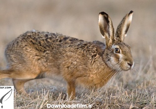 عکس خرگوش صحرایی