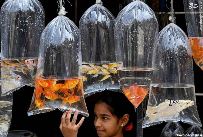 مشرق نیوز - عکس/ فروش ماهی قرمز در هند