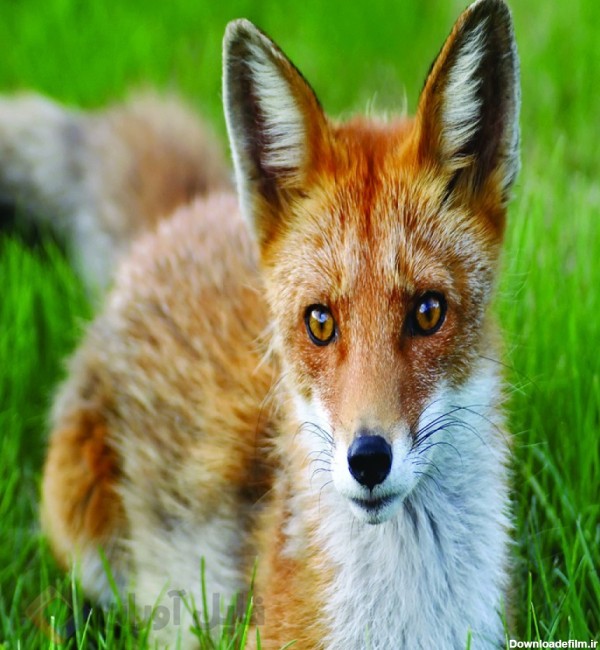 عکس روباه | Photo Fox | حیوانات | فایل آوران