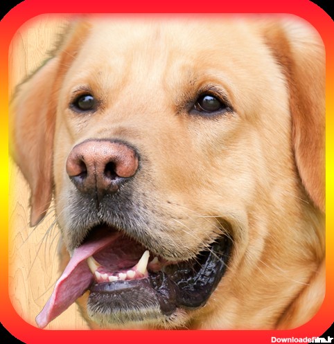 شبیه ساز سگ مترجم - برنامه‌ها در Google Play