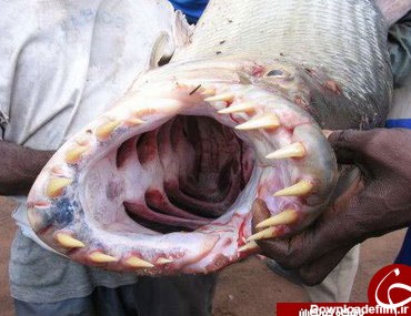 عجیب ترین ماهی های دنیا + تصاویر