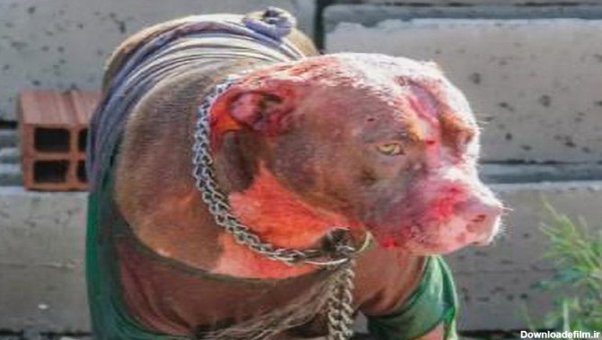 مرگ دلخراش مرد برزیلی پس از حمله وحشیانه چند سگ + تصاویر