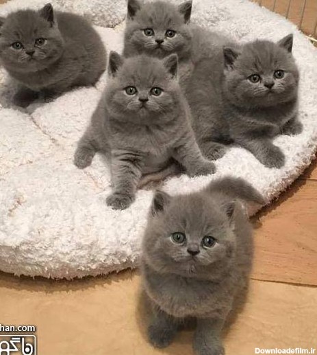 عکس گربه های خاکستری با مزه- خانواده گربه های طوسی