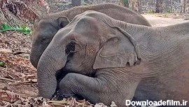 صحنه دلخراش محافظت بچه فیل از بدن مادر مُرده اش