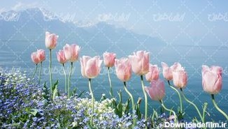 تصویر با کیفیت گل های زیبا همراه با منظره دریاچه و کوه
