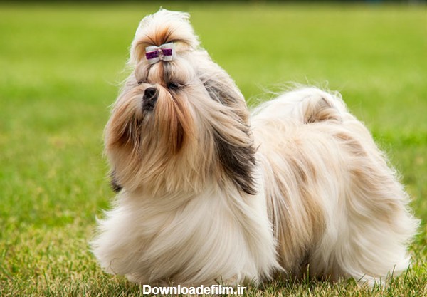 مشخصات کامل، قیمت و خرید نژاد سگ شیتزو (Shih Tzu) | پت راید