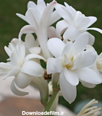 گل مریم سفید با کیفیت