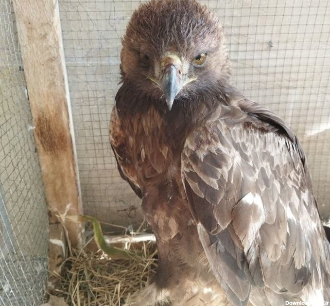 یک بهله عقاب طلایی به محیط‌بانی منطقه گلیل و سرانی تحویل داده شد ...