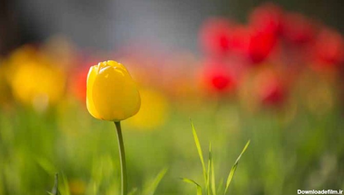 دانلود عکس گل لاله زرد در دشت | تیک طرح مرجع گرافیک ایران