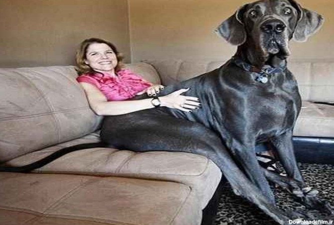 برچسب ها - بزرگترین سگ دنیا