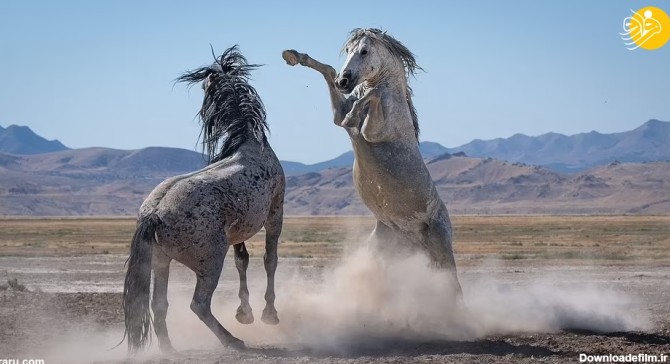 عکسی شگفت‌انگیز از مبارزه اسب نر باشکوه