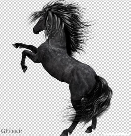 تصویر دوربری شده اسب سیاه با فرمت png (بدون زمینه)(Black Horse PNG ...