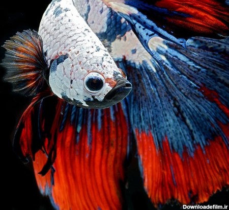 زیباترین و عجیب ترین ماهی های دنیا - تابناک | TABNAK