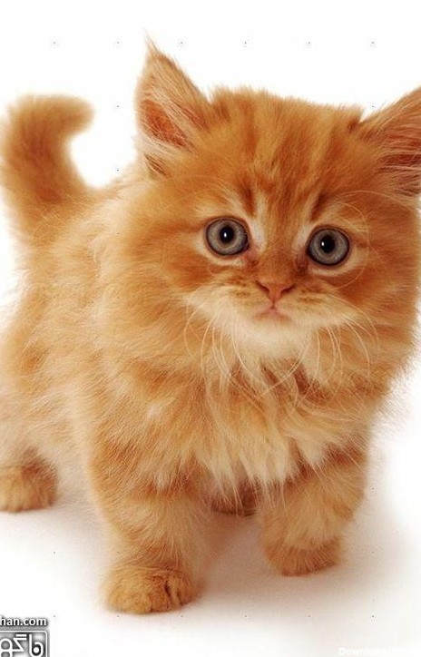 22 عکس گربه های ملوس و بامزه برای والپیپر - سایت ناگهان