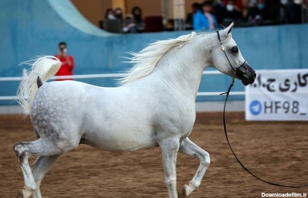 تصاویر| مسابقات زیبایی اسب اصیل عرب