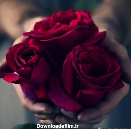 عکس گل های رز قرمز فوق العاده زیبا و تماشایی