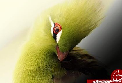 زیباترین پرندگان کمیاب در جهان+ تصاویر