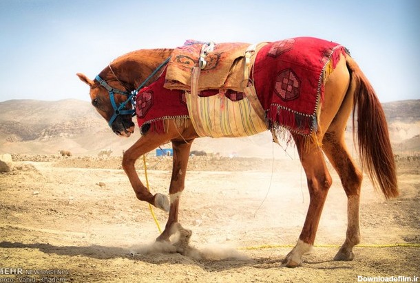 اسب اصیل ترکمن (عکس)