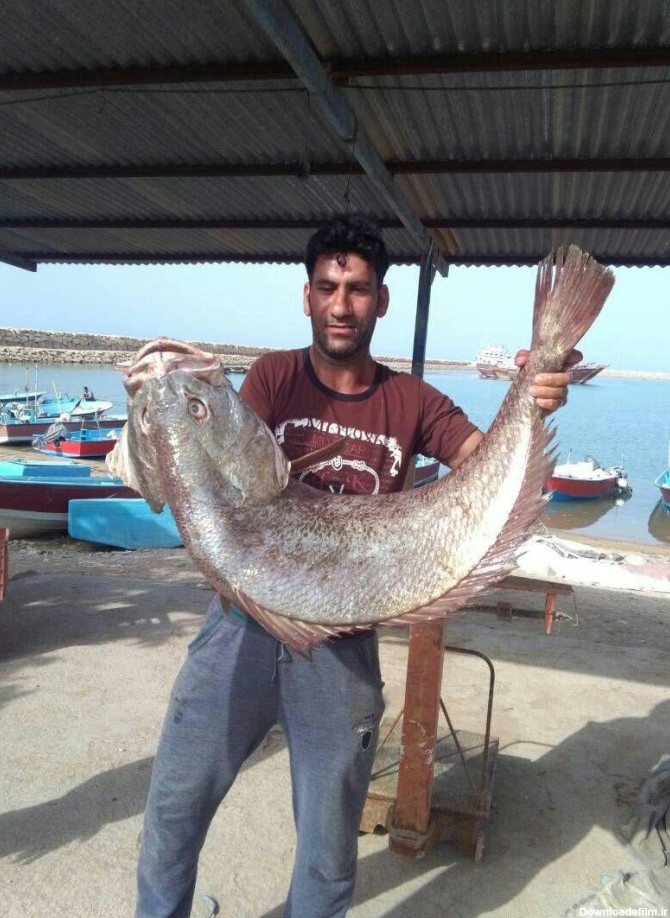 آخرین خبر | میش ماهی در بندر خورشهاب استان بوشهر