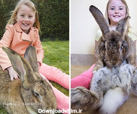 غول پیکر ترین خرگوش دنیا +عکس!!!!!!!!